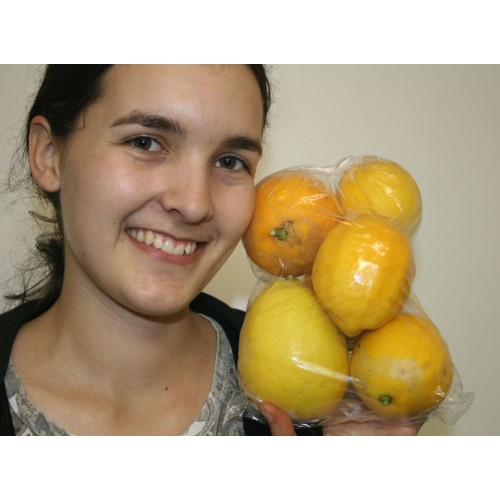 NEW SEASONS MEYER LEMONS 500 GRAMS KATIKATI Grown 